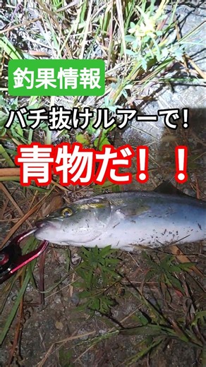 【バチ抜けルアーで！青いの釣れた！！2025年10月12日！！！】 #釣具 #fishing #釣り