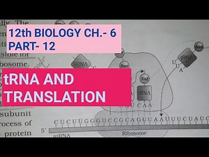 Class 12 biology chapter 6,part 12||tRNA and translation||by study with Farru