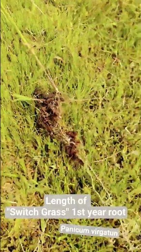 Switch Grass. Year 1 Growth. root length #prairierestoration #soilconservation #grasses