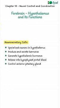 Axon Structure and Synaptic Components