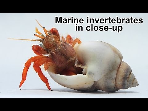 Marine invertebrates in close-up
