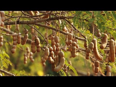 Awesome Tamarind Cultivation Technology - Tamarind farm and harvest - Tamarind Processing