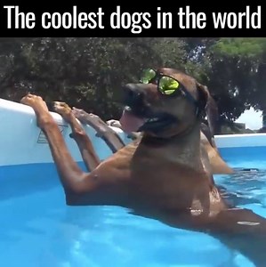 Dog Pool Party