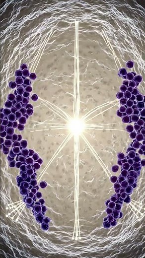 How Cells Divide | Mitosis Made Easy 🧬