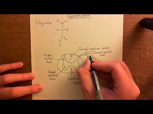 Glycine Receptors and Hyperekplexia Part 1