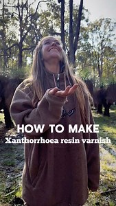 135K views · 5.2K reactions | Did you know you can make Xanthorrhoea resin varnish in 3 simple steps? 勞 Make sure you check the local laws in your area if your in Aus and if you aren’t allowed to harvest (which is common) you can buy the Xanthorrhoea resin online 殺 I’m applying to get a license to sell mine, fingers crossed and if I get it you’ll be the first to know!  | Barefoot wanderer | Facebook