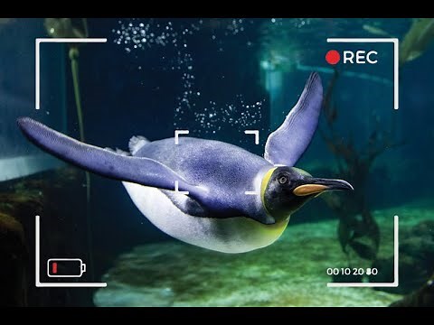 Penguin Live Stream with Keeper Amy | SEA LIFE Sydney Aquarium
