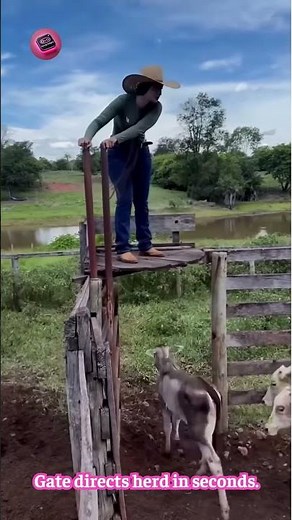 RAPID CATTLE SORTING GATE — smart funnel design directs herd instantly #FarmTech #SmartFarming