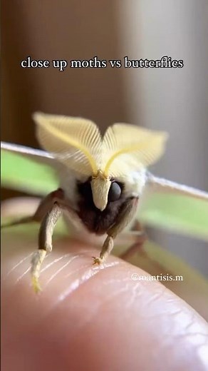 Close-up Moth vs Butterfly