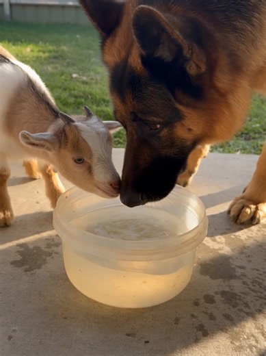 Different species. Same friendship. ❤️🐐🐕 #CuteAnimals #BabyGoat #GermanShepherd #AnimalFriends #PetLovers