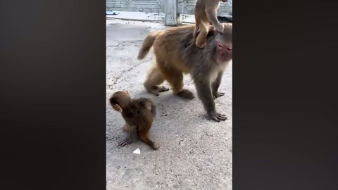 Monkey Sneaks Banana With Funny Style