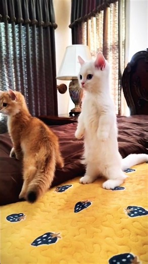 The Cutest Cat With Tiny Legs! 🥹🐱 #cat