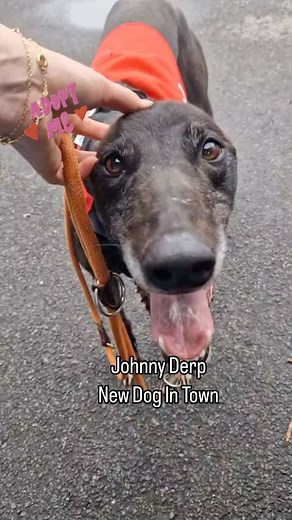 Johnny Derp is a new boy with us, 4 years old and just gorgeous! www.kentgreyhoundrescue.com #kentgreyhoundrescue #rescuegreyhound #greyhound #greyhoundlife #rescuednotretired #adoptdontshop | Kent Greyhound Rescue