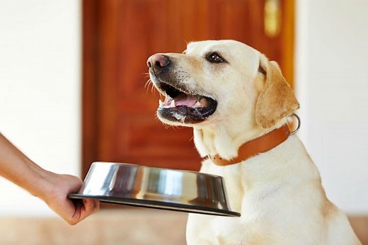 Finding the Right Dog Bowl for Your Dog