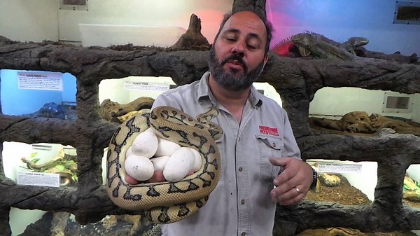 Jaguar python clutch at the reptile zoo