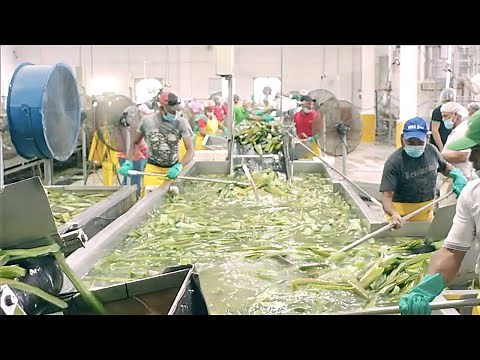 Inside Modern Factory Aloe vera Juice , Gel Processing | Aloe Vera Machine Harvesting