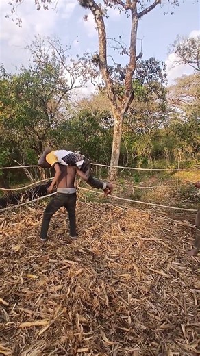 Real Rural Wrestling Match Using Local Materials