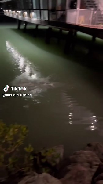 #barra #tsv @Tackle World Australia #marnia #72cm #fishing #australiafishing #qldfishing#northqueenslandfishing