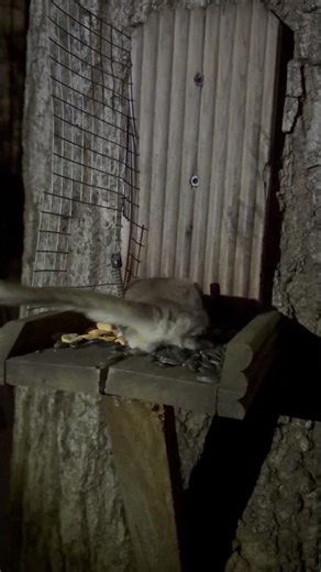 Flying Squirrels Eating Getting at the Squirrel Feeder in the Woods