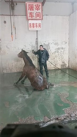 Refreshing Horse Shower: Farmer Uses High-Pressure Spray on a Hot Day 👀