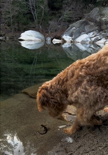 our newt friends 🦎 #bugslife #newtscamander #backyard #california | Newt Scamander