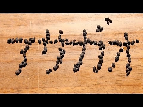アサガオの育て方（芽切りと種まき）