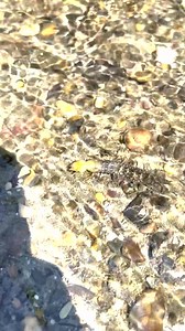 What would you do if you spotted THIS creepy crawly creature clambering along the bottom of your local trout stream? This lovely, native critter is a Hellgrammite – the aquatic larval form of the Dobsonfly. Hellgrammites live in clean, clear, fast-flowing streams and rivers, and can be found under rocks, submerged sticks and wood, and leaf litter where they hunt and feed on other aquatic macroinvertebrates. Hellgrammites are good indicators of high water quality and great habitat because they ca