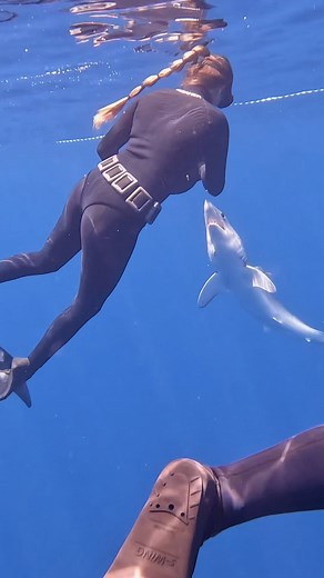 26K views · 48 reactions | BLUE AND MAKO SHARK EXPEDITION FEBRUARY...