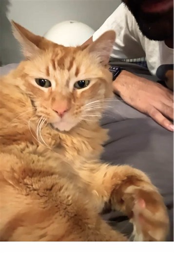 Cute Cat Moments Featuring Kermit the Cat