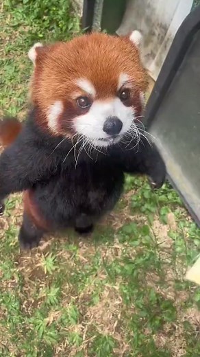 The red panda walks on two legs for a snack.
