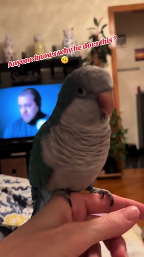 Quaker Parrots: Unique Behavior Explained After Two Years