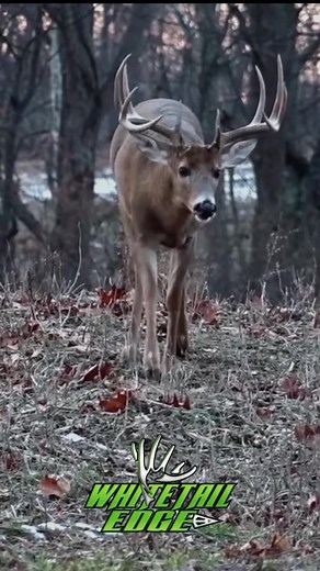 Hes coming right in, its been a long season. What’s your hear rate? #deer #deerhunt #deerhunter #deerhunting #deerseason #hunt #hunting #hunter #huntingseason #whitetail #whitetailedge #whitetailhunting #whitetails #bow #bowandarrow #bowhunting #bowhunter #bowhunt #bowseason #archery #archeryhunting #archeryaddict #archerylife #outdoors #outdoorsman #sportsman #bigbuck #bbd