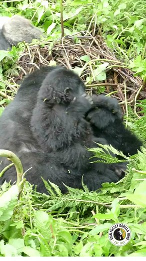 Dian Fossey Gorilla Fund on TikTok