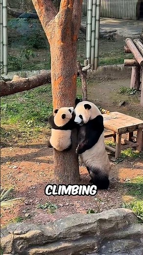 These Baby Animals Are Way Naughtier Than You Think #facts #animalfacts #wildlife
