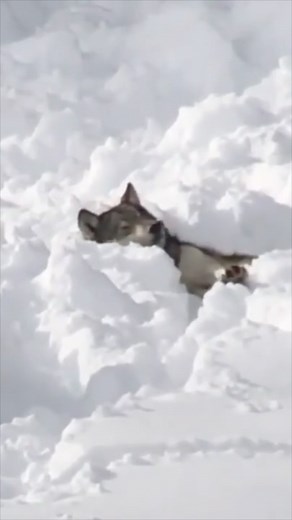 National Park News on Instagram: "These wolves make a nap in the snow look so cozy! This Yellowstone National Park pack was captured on video lying in some fresh powder, relaxing in the winter sun. Did you know? Wolves have two layers of fur, according to the Wolf Education & Research Center. Guard hairs are the outer layer, protecting from wind, rain and snow. The undercoat is the second layer. It’s thick and soft, providing insulation. Blood vessels in their toes help regulate temperature, kee