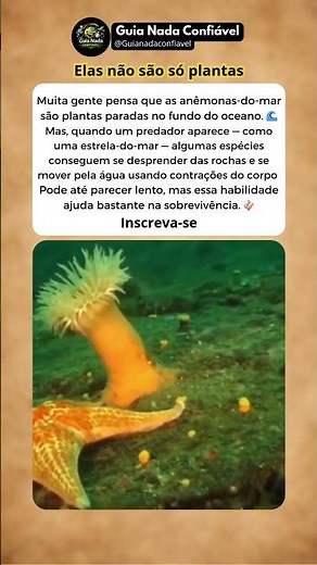 Curte curiosidades do oceano e animais marinhos? Então se inscreve para mais fatos incríveis. 🌊