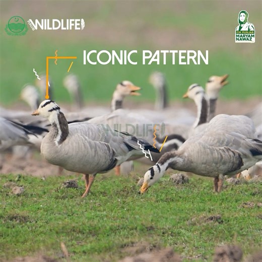 The bar-headed goose travels higher than any bird on Earth, crossing the Himalayas to reach Punjab’s wetlands. . . #barheadedgoose #wildlife #species #videos #animals #species #wildlife #videos #reels #reelinstagram | Punjab Wildlife and Parks Department