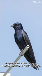 1.2K views · 22 reactions | Fun Fact: Purple Martins are huge #TaylorSwift fans. Swifts & swallows are often grouped together as aerial insectivores but Purple Martins are the only Swiftie Swallow. #birds #purplemartins #conservation #facts #biology | Purple Martin Conservation Association | Facebook