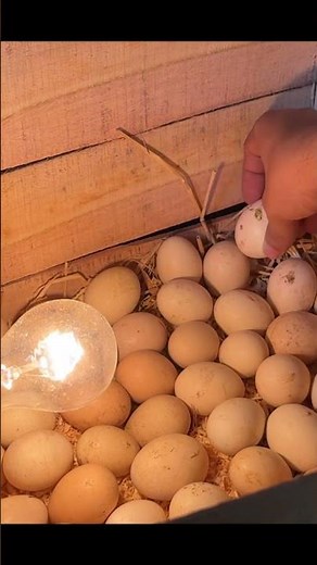 Manually rotate an eggs in Manual box incubator