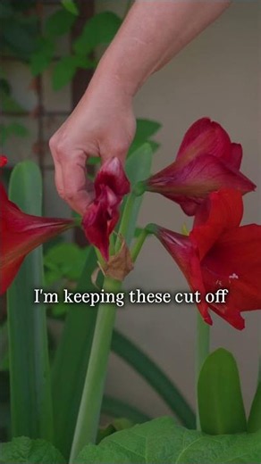 I Replanted My Amaryllis Bulb. Here’s What Happened
