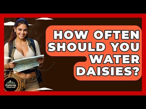 How Often Should You Water Daisies? - Exploring Campgrounds