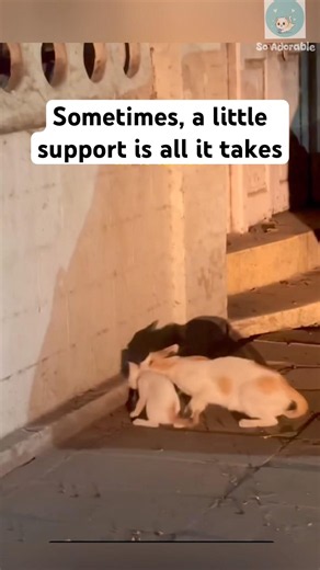 Mama cat and her kitten 🥹 #cat