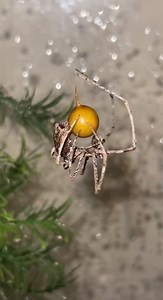 🕷 Essa aranha entrou no espírito natalino! 😅 No caso, é uma aranha do gênero Deinopis (família Deinopidae). No vídeo, ela está aplicando uma última cobertura de fios de seda sobre um saco de ovos não fertilizados para protegê-los. É incerto o porquê desse comportamento nos aracnídeos [produção de ovos sem fertilização por machos]. > Vídeo e referência: @buggirlbecca (cientista especializada em aracnídeos e insetos) | Vamos falar de Ciência?