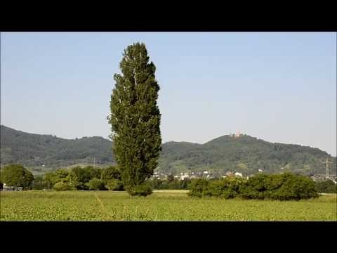 Die Pappel - Populus - Impressionen