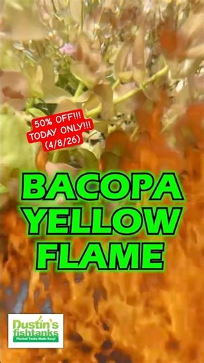 🚨 50% OFF 🚨Bacopa Caroliniana ‘Yellow flame’ (GOLDFISH PROOF!) TODAY ONLY (4/8/26)