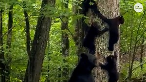 Mama bear in North Carolina spotted giving cubs tree-climbing lessons