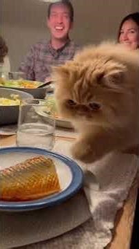 CAT FAILS: EMBARRASSING MOMENTS THAT WILL MAKE YOU LAUGH...