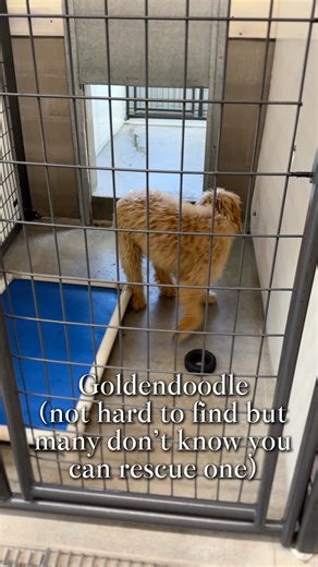 744K views · 7.1K reactions | Think you can’t rescue the breed you’ve...