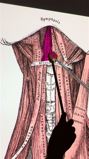 Geniohyoid #kinesiology #anatomy #anatomystudy #biomechanics #science #biology