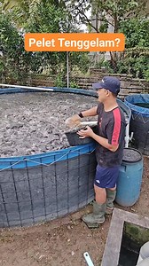 510K views · 6.8K reactions | Apakah jenis pelet tenggelam? #budidayalele #kolamlele #petanilele #ikanlele #tutorialbudidaya #videotutorial #kontenfbpro #reelsfbpro #inspirasiusaha #motivasihidup #carabudidayalele #belajaronline #lelesukses | Bhara Pratama | Facebook